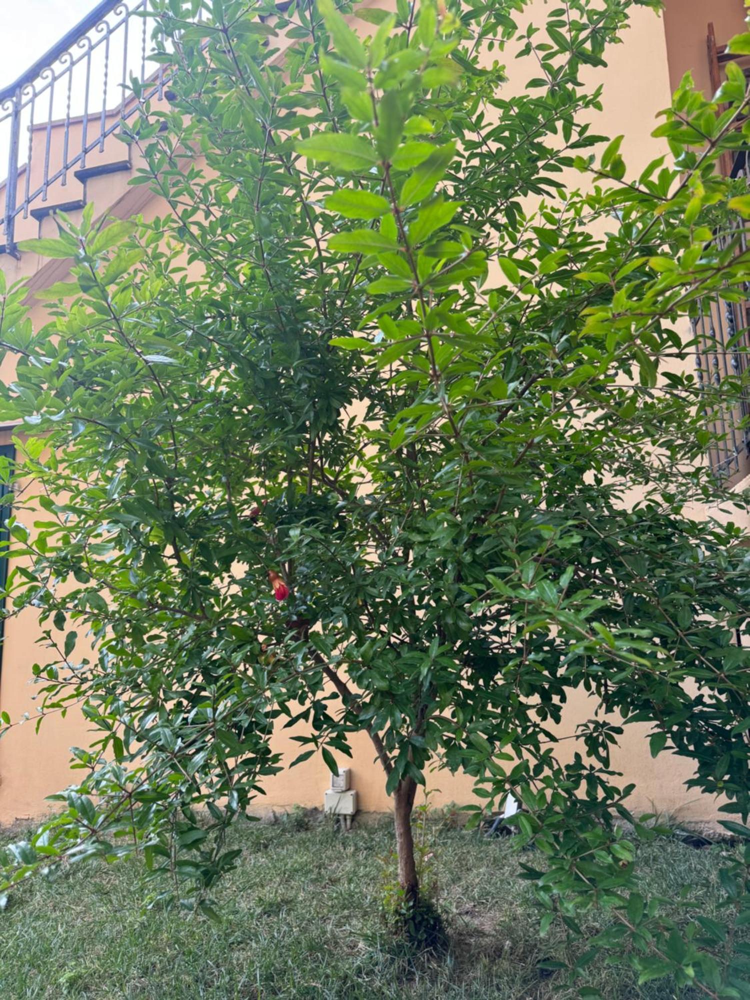 Apartamento La Casa Di Grace Florencia Exterior foto